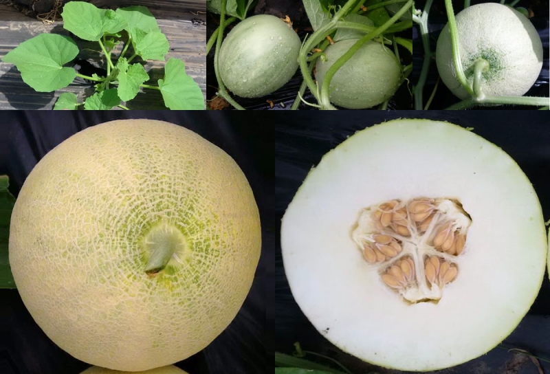 melon-and-watermelon-seeds